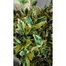 Мандарин (Citrus variegata mitis)